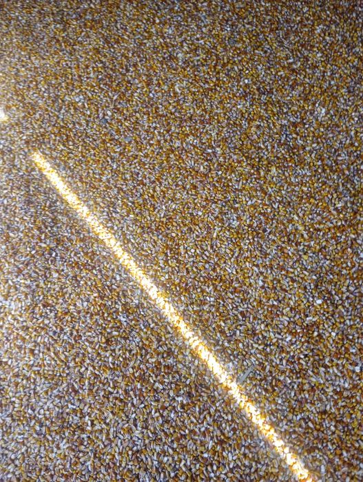 Vând porumb boabe producție 2025