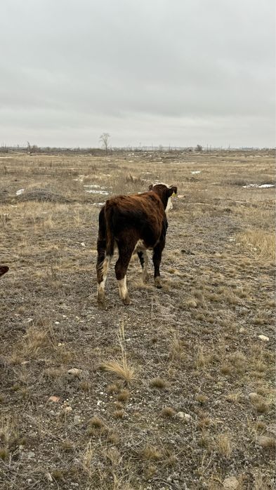 Продам  кострат годовалый