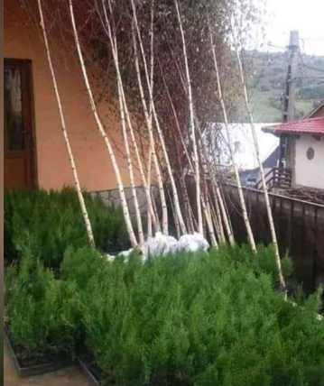 Gazon Rulou Sisteme de irigatii Tuia