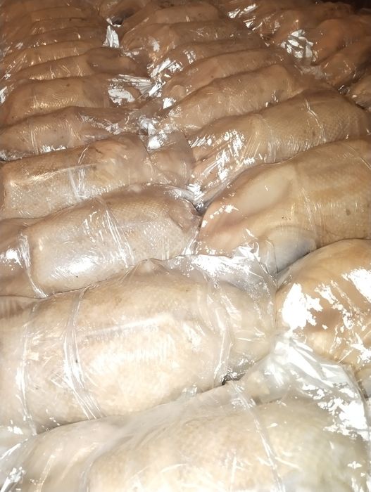 Продам гусей оптом и розницу