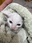 Motănel spre adoptie