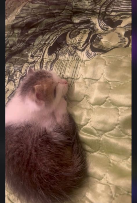 котенок мальчик 2 месяце