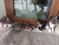Подарявам котета