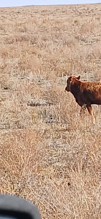 Подсосы свыше 6 мес. 5 шт для откорма