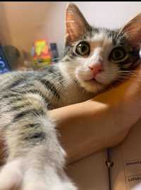 Adoptie pisica Bucuresti