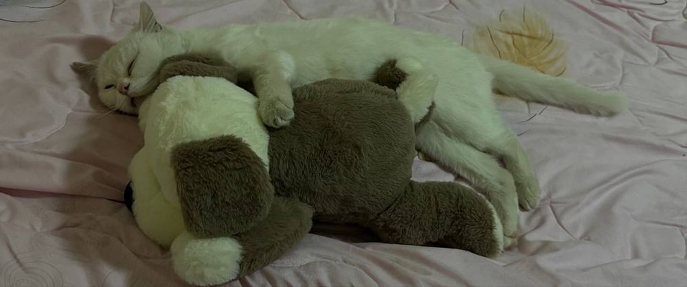 На Вязку бесплатно