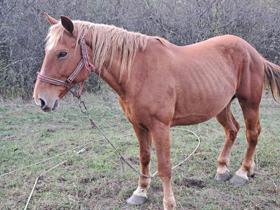 Vând iapa foarte cuminte