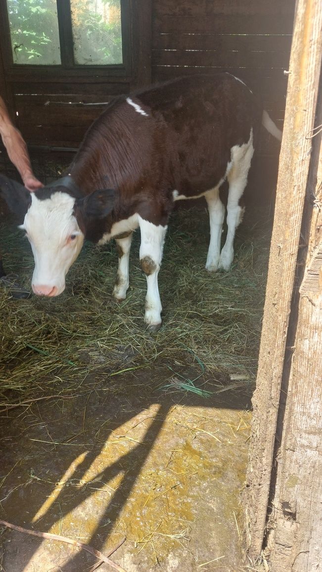 Vând vitica baltata românească vârstă 3  luni și jumătate încărcată