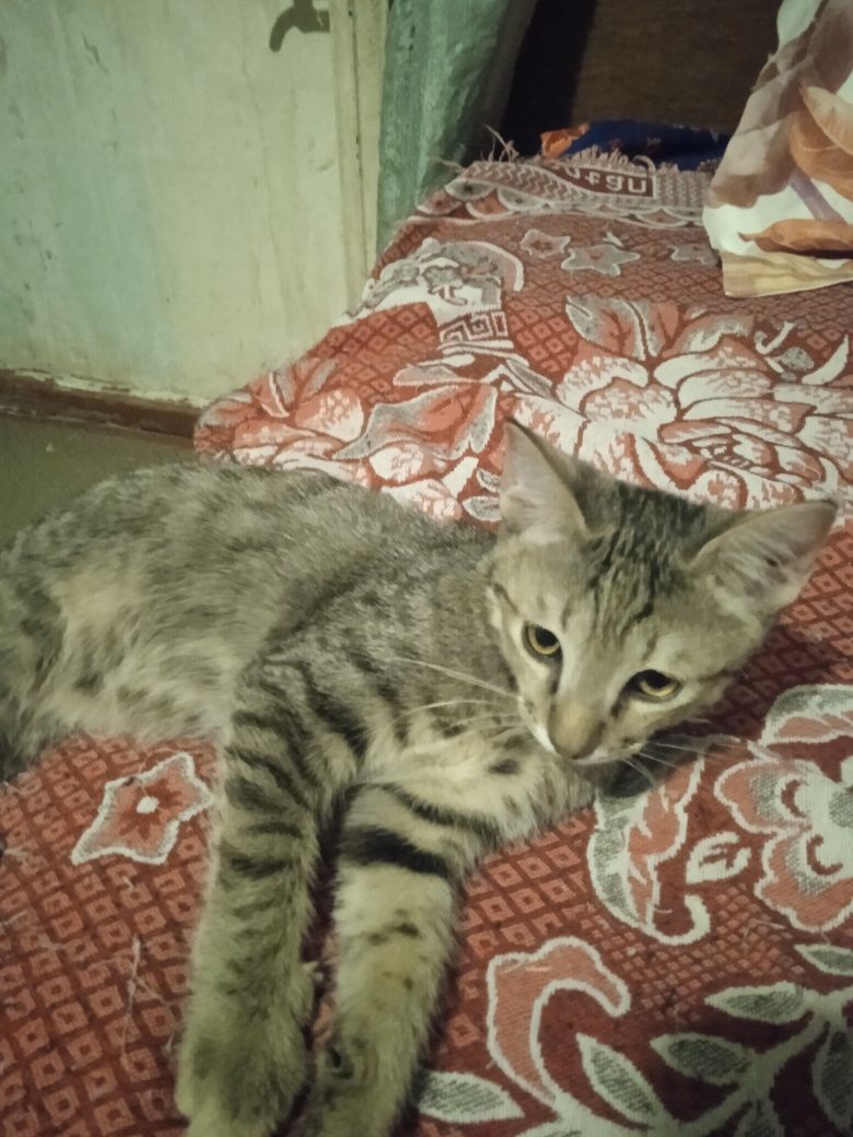 Продаются котята,британцы короткошёрстные!!