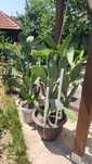 Vand cactus planta mare și mic