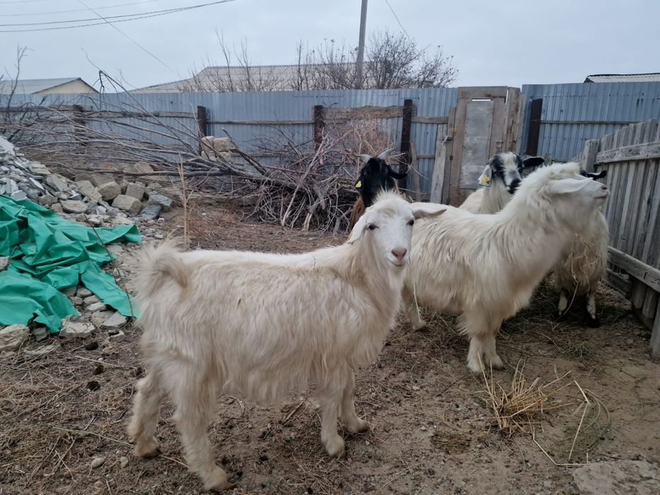 Буаз ешкілер сатылады