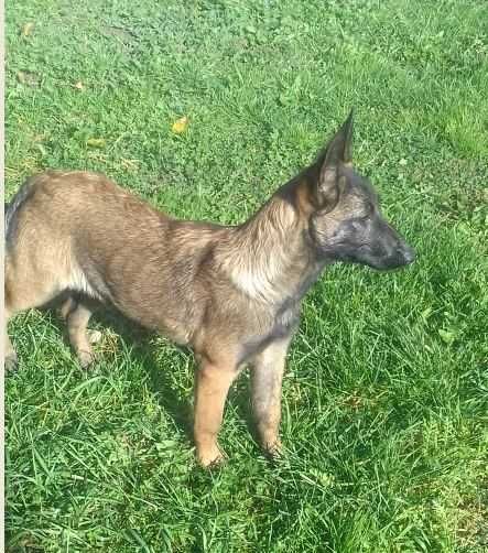 1 Baietel Pui de paza Ciobanesc Belgian Malinois