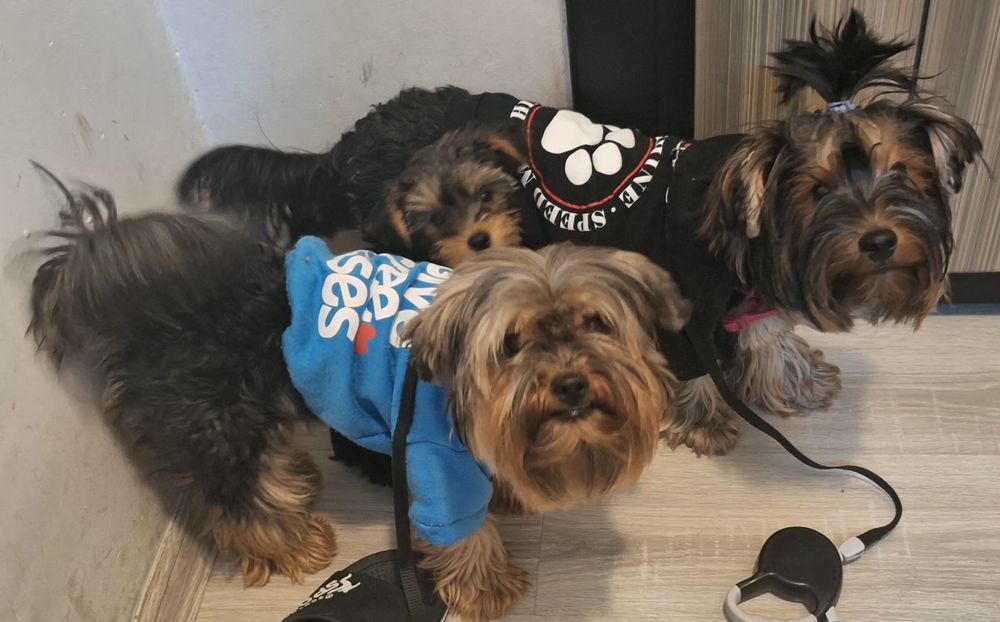 Йоркширски териер-стандартен размер