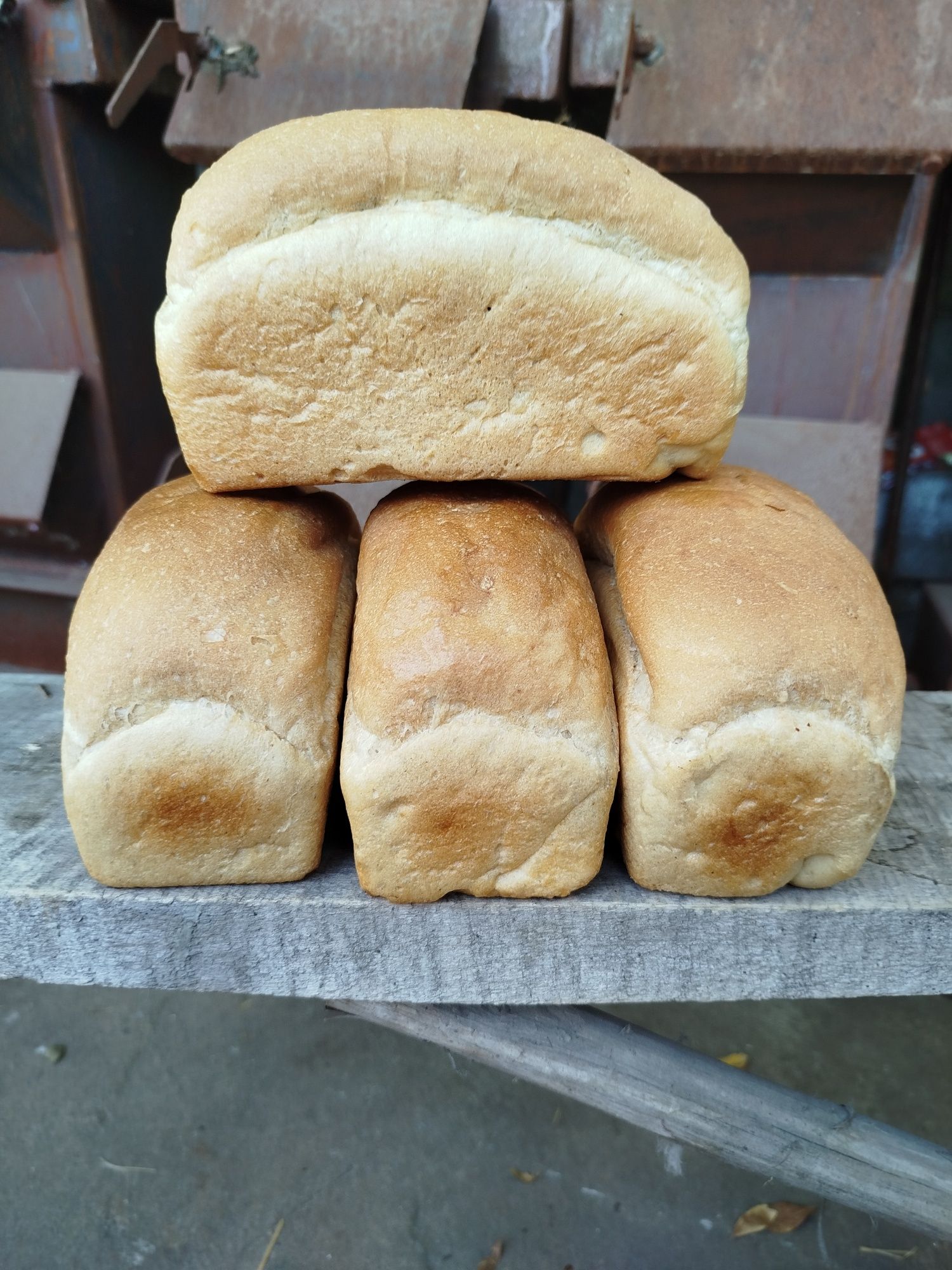 Mol qoʻylarga boʻlka bor