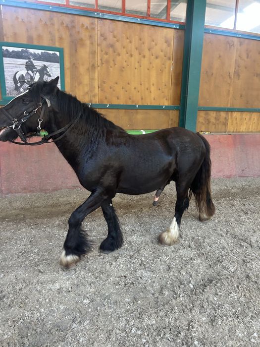 Pereche de manji gipsy vanner tinker originalu