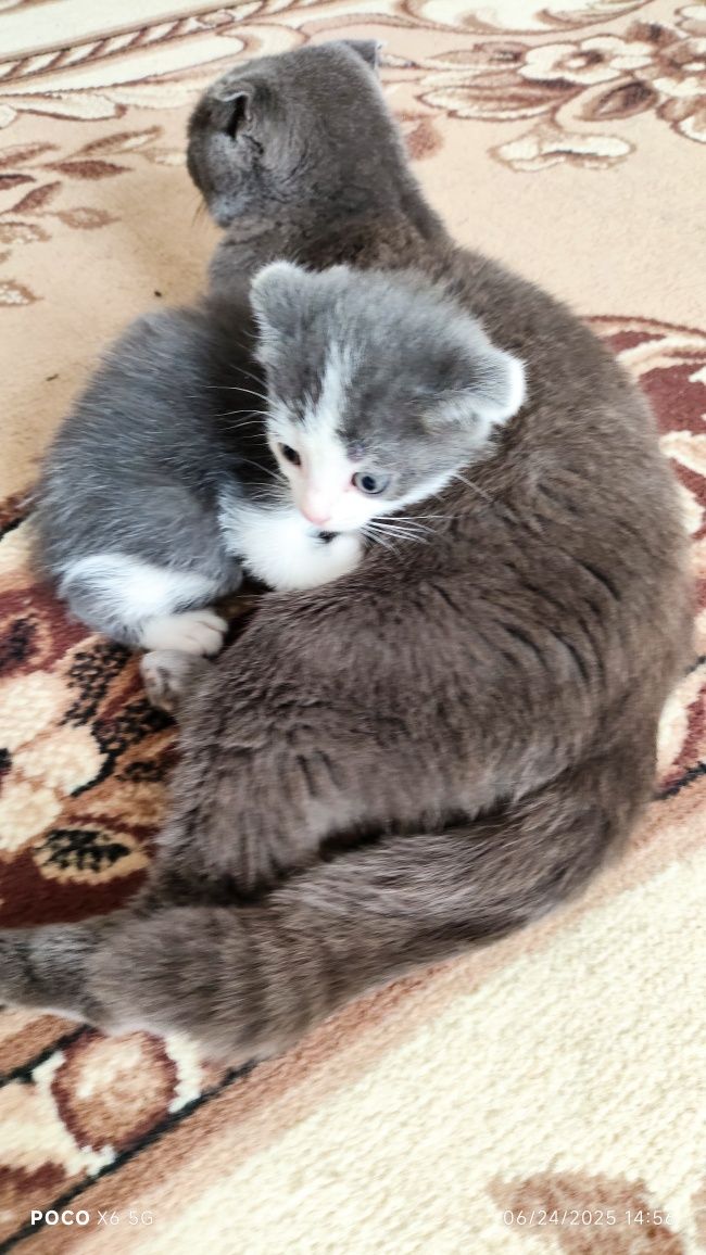 котята породистые