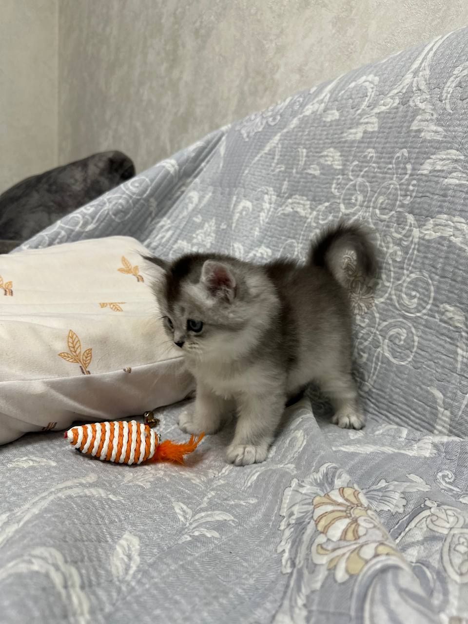 Шотланские котята от правильной вязки