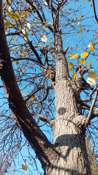 Отдам котёнка в хорошие руки