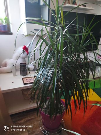 Planta ornamentala apartament DRACENA 150cm în ghiveci mov