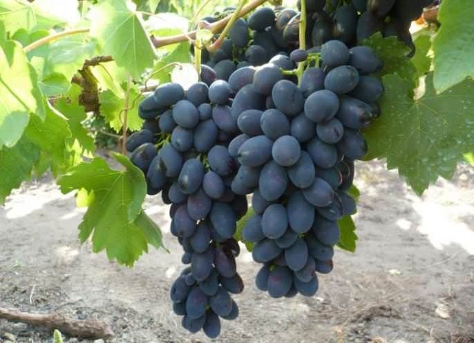 Vita de vie altoita nobila soiri de masa negre