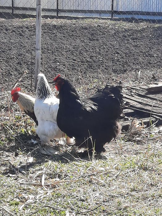 Vând cocoșei americani !