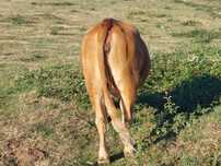 Juninci metis de angus gestante