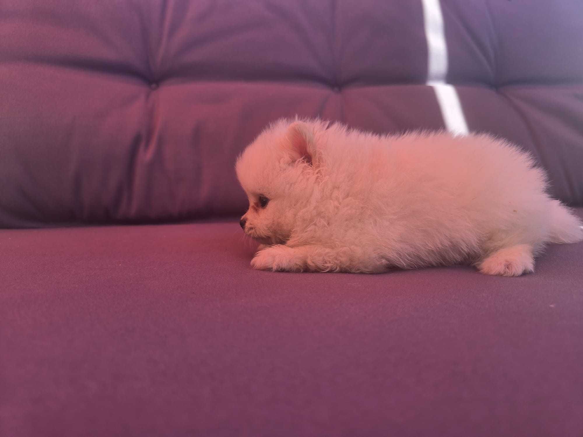 Pui Pomeranian toy alb