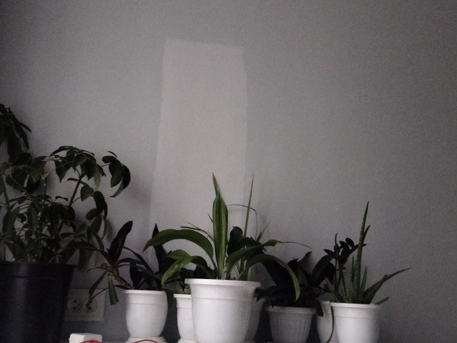 Комнатные цветы продаю в связи перездом