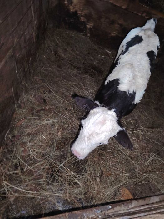 De Vanazare Vițel Angus