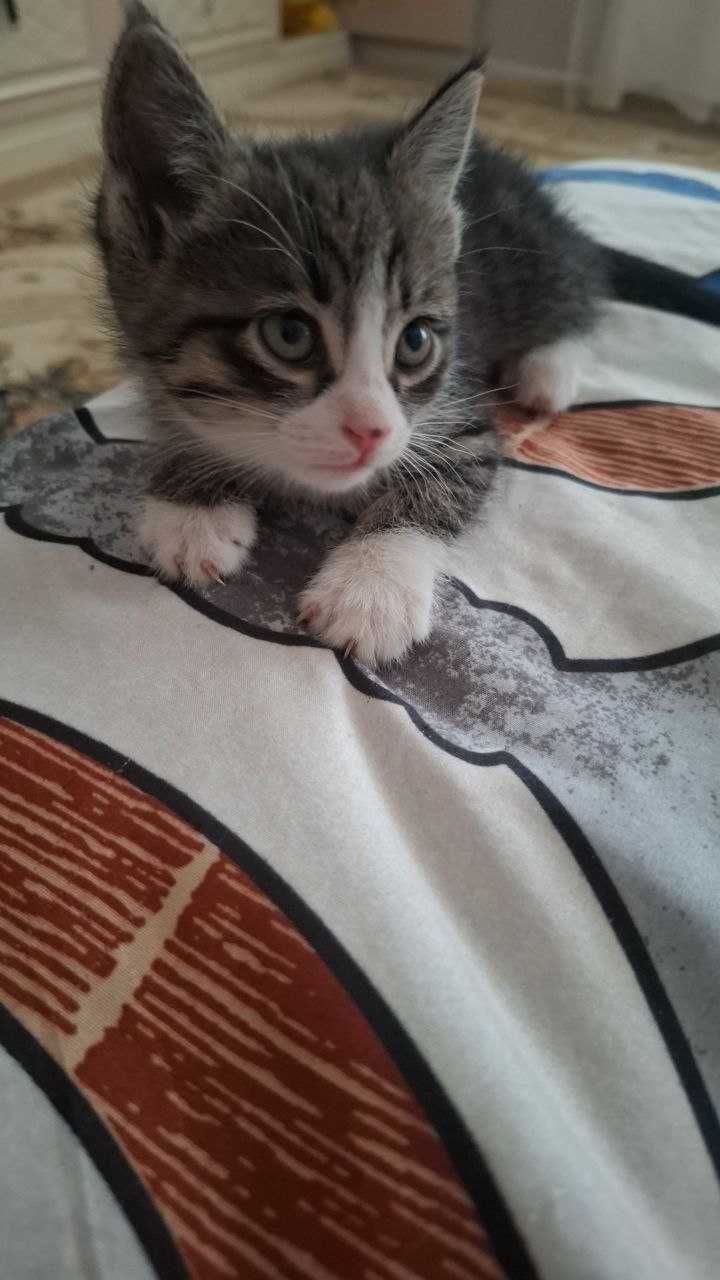 Отдам котят бесплатно