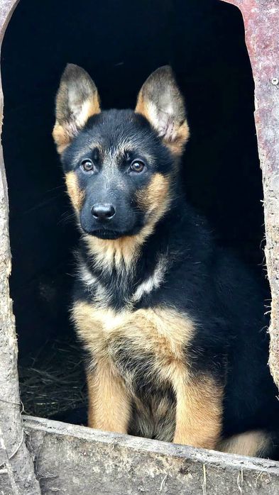 Ciobanesc german- femela, 2 luni