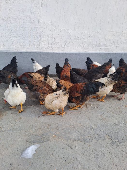 Домашние курица тауык