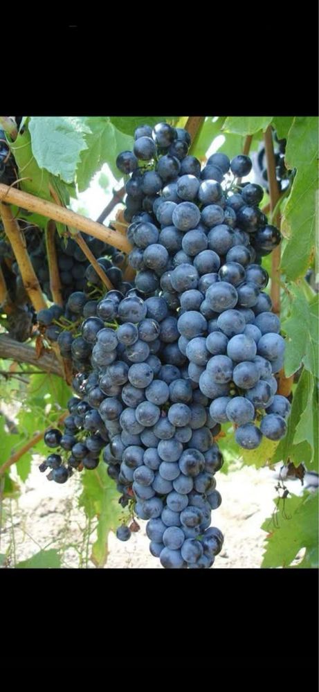 Vand struguri de vin productie 2025