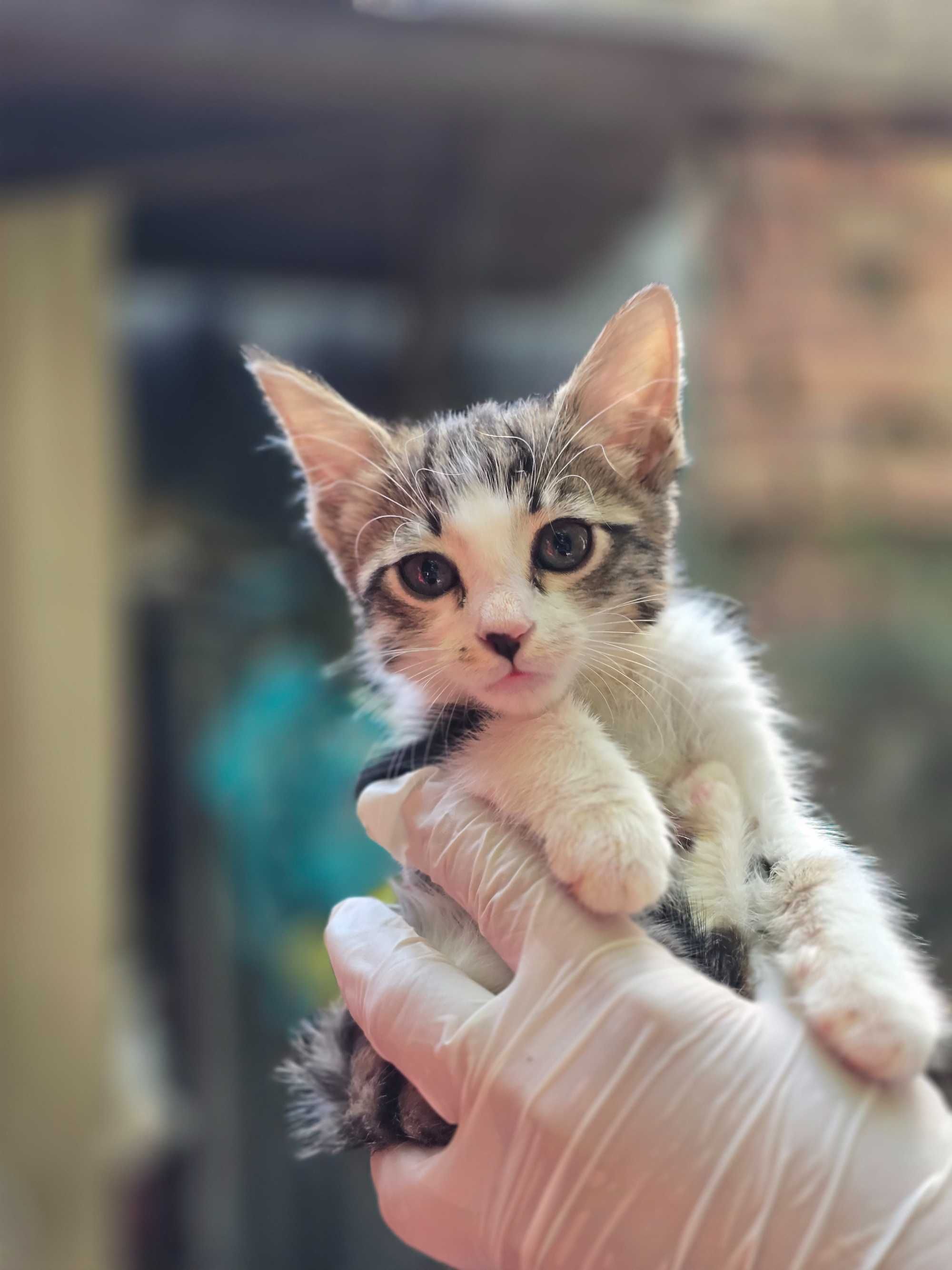 Котята, 1-2 месяца