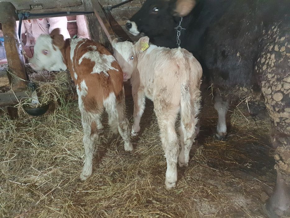 Vand taurasi si vitele