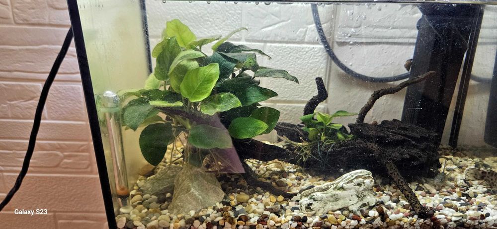 Аквариум със помпа