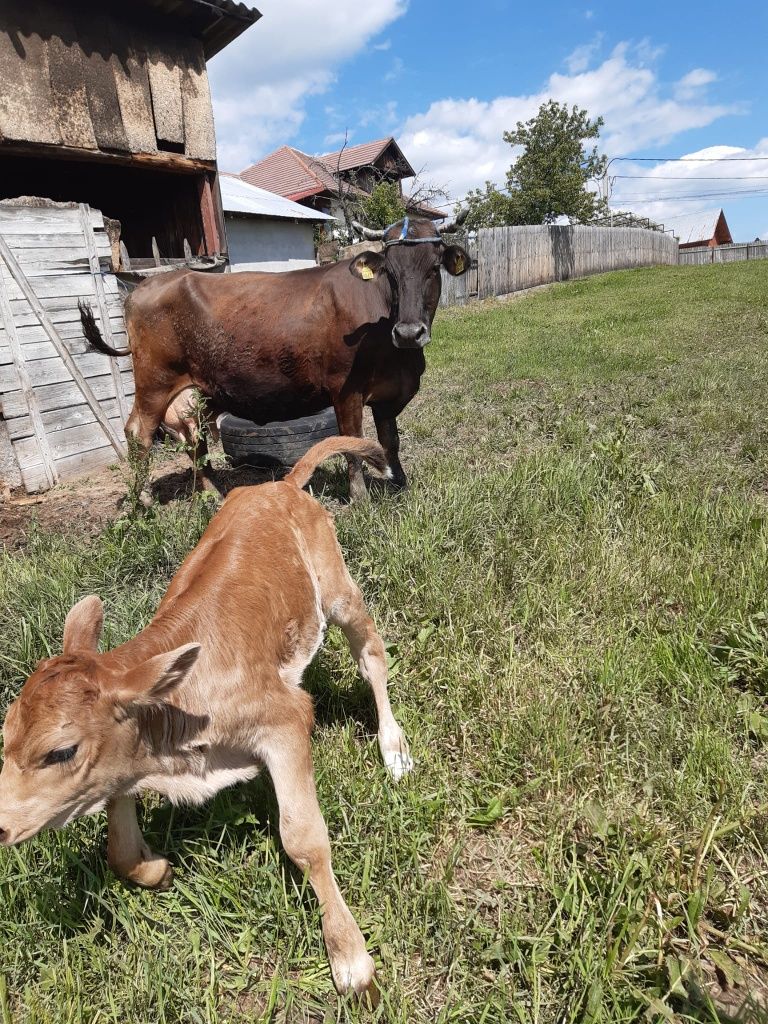 Vacă și vițea de vânzare