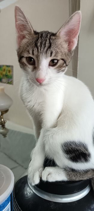 Котенок (мальчик}