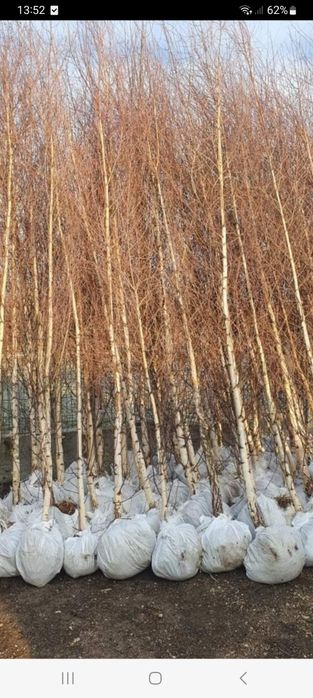 Vând copaci orientali mesteacăn  tei arțar platan și tuia