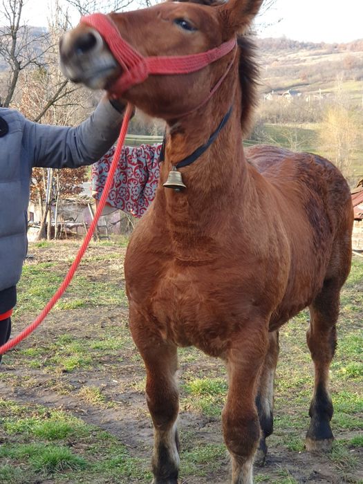 Vnd mnza de 6 luni  di cai grei