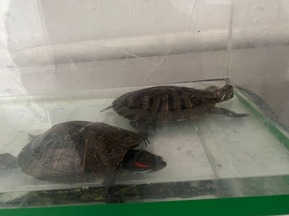 Продам двух черепах