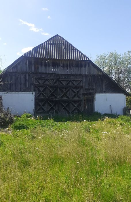 Vând sura  veche