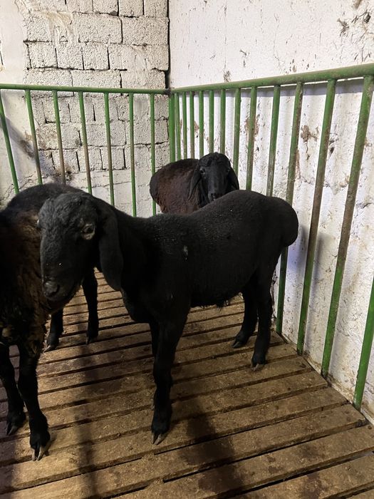 Xisori qozi qochqorlar