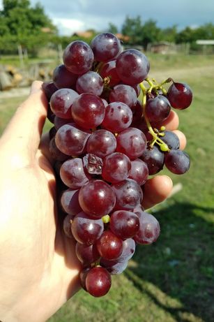 Продавам: Червен Мискет (0.80 лв.) грозде