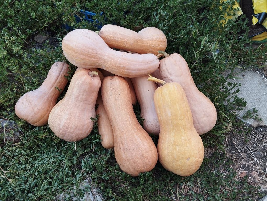 Тиква цигулка и матилда