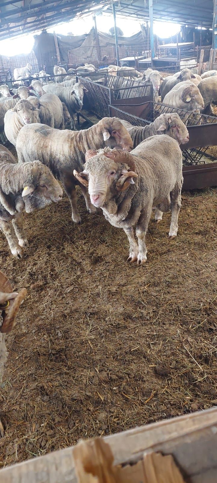 Vând berbeci merinos