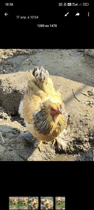 Paliviy pux galuboy toza qon tojikiston liniya