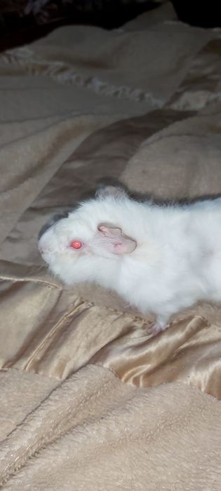 Продам морскую свинку