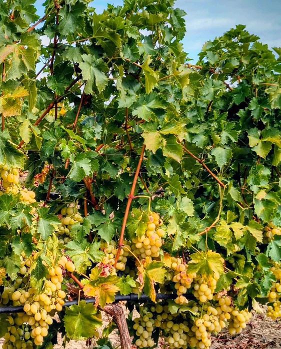 Продавам грозде за вино и ракия