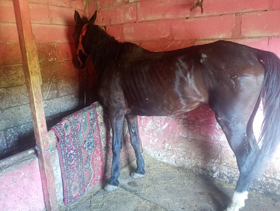 Se vinde iapa de zece ani cuminte buna de ham